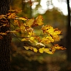 Fall Leaves